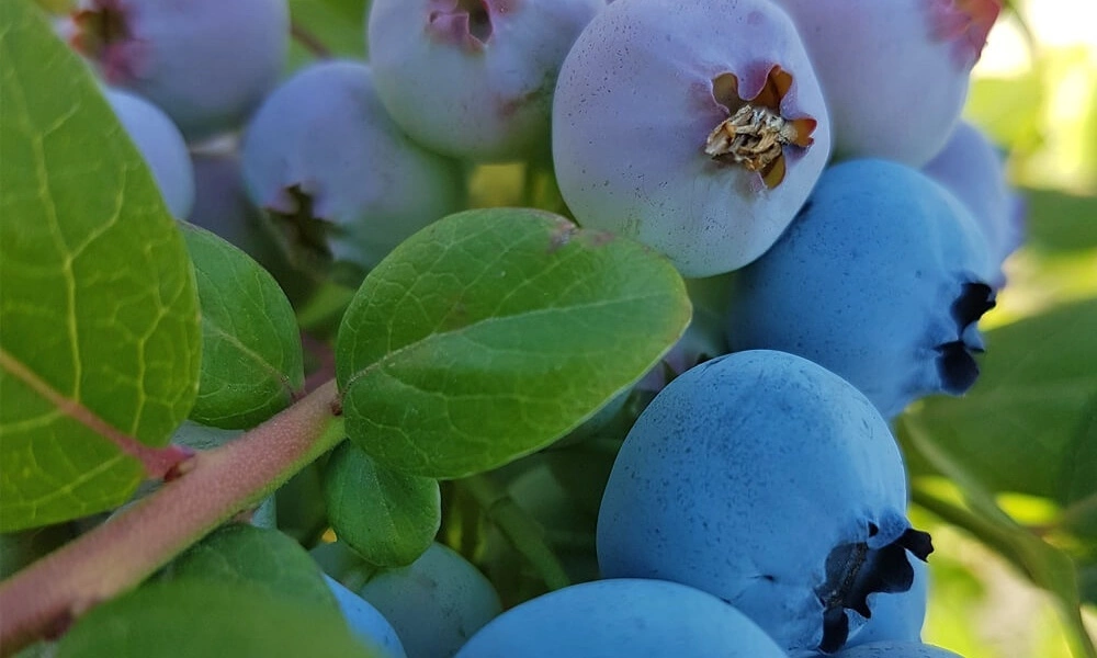 Голубика садовая 'Bluegold' - саженцы из питомника Алексеевская Дубрава