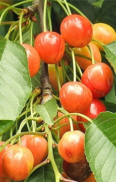 Черешня 'Наслаждение'