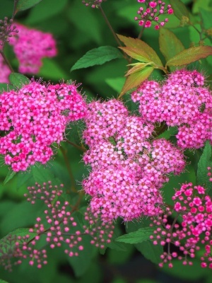 Спирея японская 'Anthony Waterer'