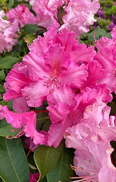 Рододендрон гибридный 'Anastasia'