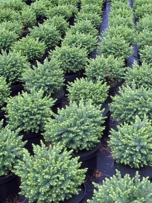 Ель колючая 'Waldbrunn'