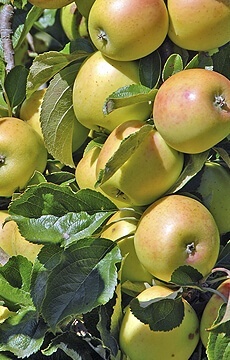 Яблоня 'Янтарное ожерелье'