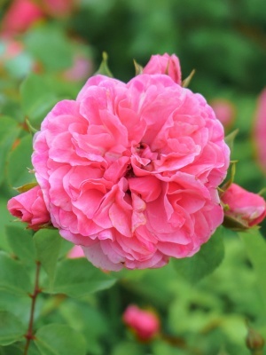 Роза почвопокровная Pink Swany | Купить саженцы по выгодной цене с  доставкой в питомнике Алексеевская Дубрава