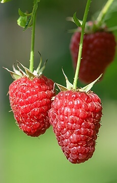 Малина 'Жар-Птица'