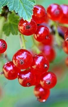 Смородина красная 'Сахарная'