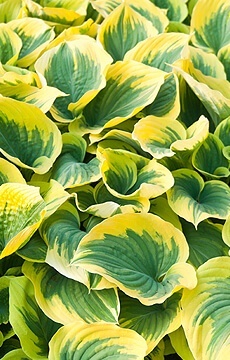 Хоста 'Ben Vernooij'