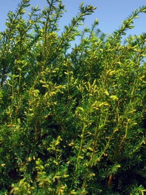 Тис средний 'Hicksii'