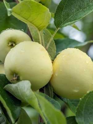 Яблоня 'Белый Налив'