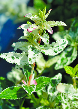 Бересклет Форчуна 'Harlequin'