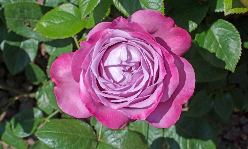 Роза чайно-гибридная 'Big Purple' - саженцы из питомника Алексеевская Дубрава