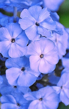 Флокс метельчатый 'Blue Paradise'