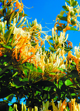 Жимолость Тельмана