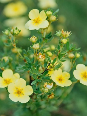 Лапчатка кустарниковая 'Tilford Cream'