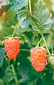 Малина ремонтантная 'Оранжевое Чудо'