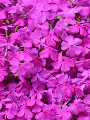 Флокс столоносный