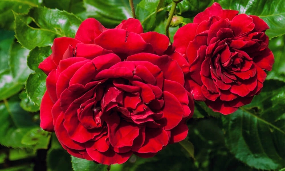 Роза флорибунда Lavaglut | Купить саженцы по цене от 4350 с доставкой в  питомнике Алексеевская Дубрава