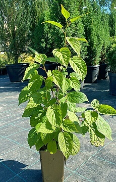 Актинидия коломикта 'Доктор Шимановский'