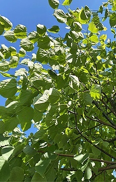 Липа мелколистная 'Greenspire'