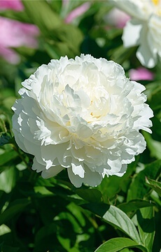 Пион травянистый 'Amalia Olson'