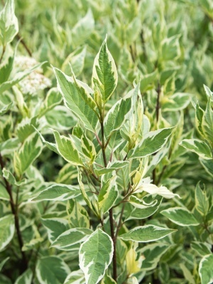 Дерен белый 'Elegantissima'