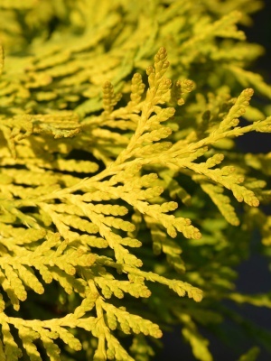 Туя западная 'Danica Aurea'