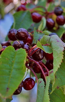 Черешня 'Ленинградская черная'