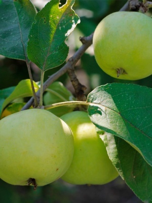 Яблоня 'Антоновка'