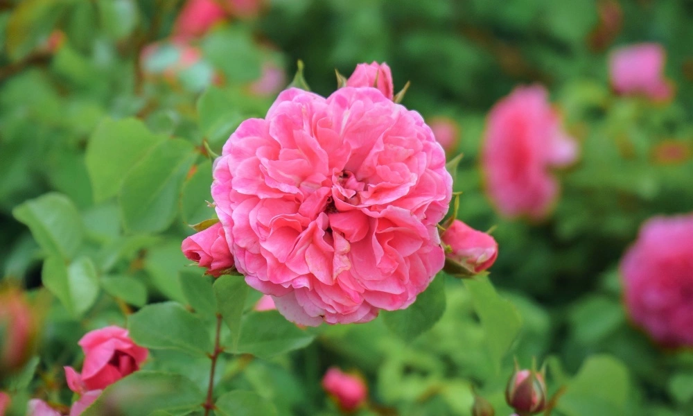 Роза почвопокровная 'Pink Swany' - саженцы из питомника Алексеевская Дубрава