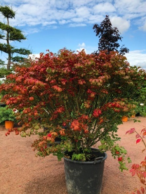 Бересклет крылатый 'Compactus'