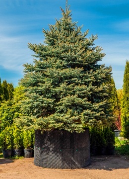 Ель колючая 'Glauca' №28 Конус