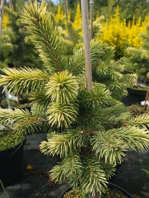 Ель колючая 'Maigold'