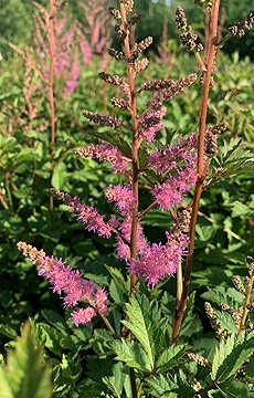 Астильба Арендса 'Amethyst'