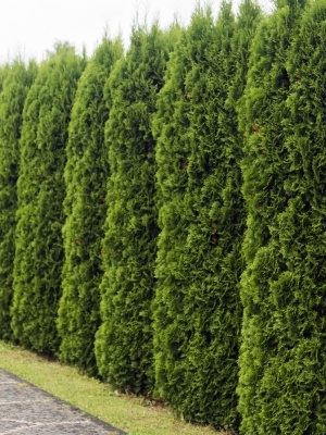 Туя западная 'Holmstrup'