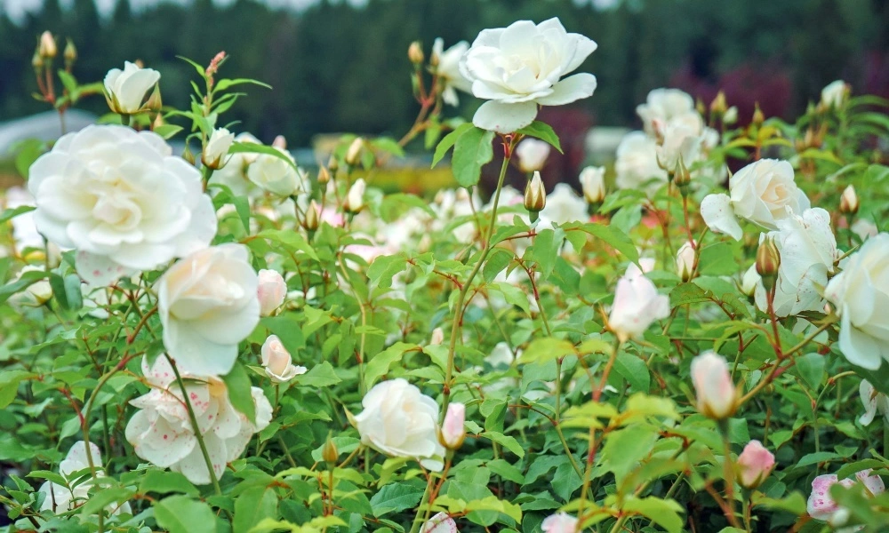 Роза парковая 'Schneewittchen' - купить саженцы оптом и в розницу