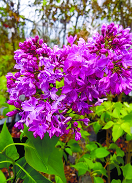 Сирень обыкновенная 'Принцесса Стурдза'