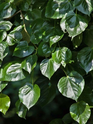 Липа европейская 'Euchlora'