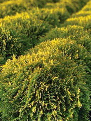 Туя западная 'Mirjam'