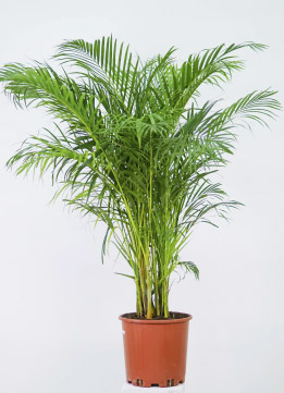 Хризолидокарпус