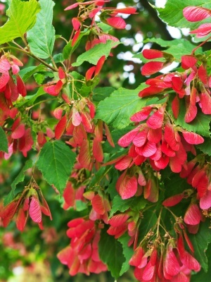 Клен татарский