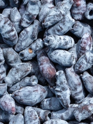 Жимолость плодовая 'Амфора'