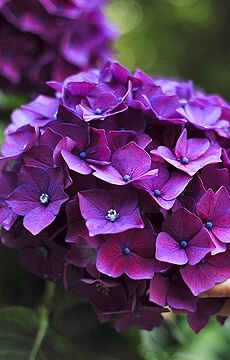 Гортензия крупнолистная 'Deep Purple Dance'