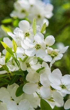 Экзохорда крупноцветковая 'The Bride'