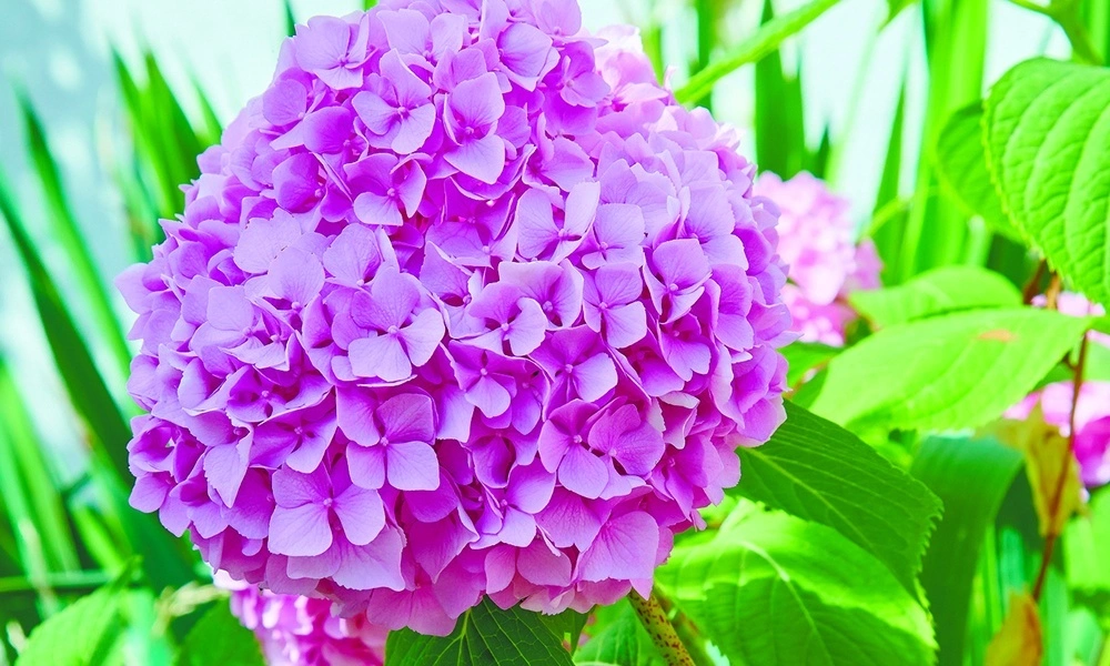 Гортензия крупнолистная 'Endless Summer Bloom Star pink' - саженцы из питомника Алексеевская Дубрава