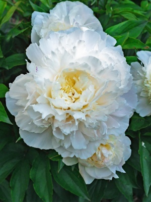 Пион травянистый 'Dr F.G.Brethour'