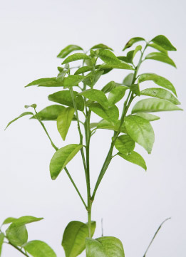 Цитрофортунелла Апельсин