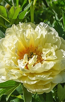Пион травянистый 'Lemon Chiffon'