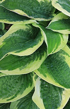 Хоста 'Twilight'