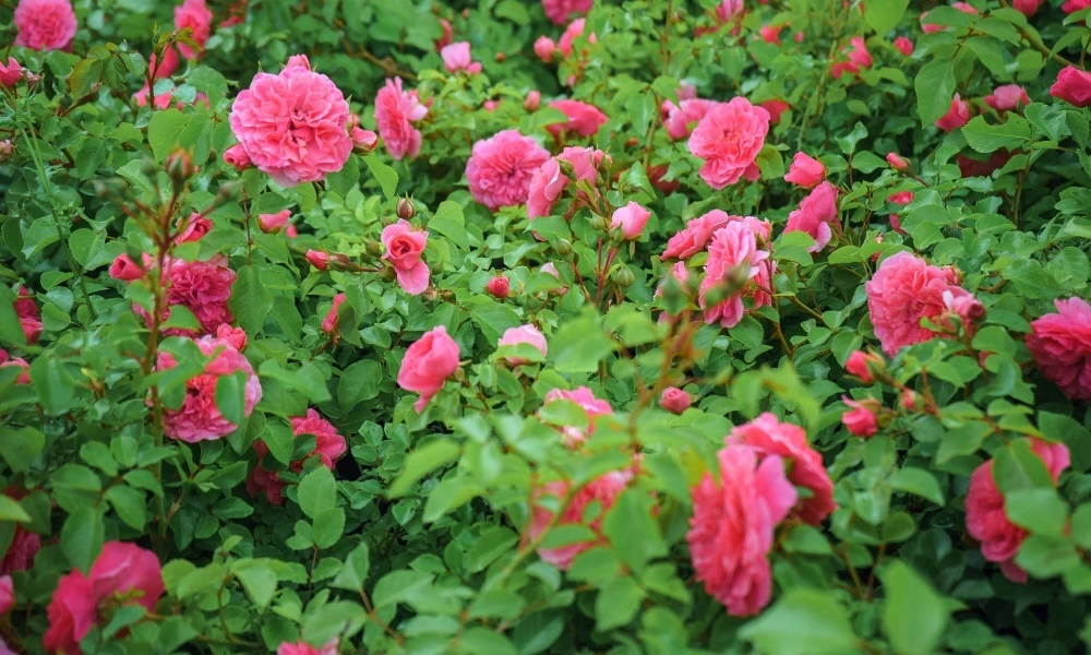 Роза почвопокровная 'Pink Swany' - купить саженцы оптом и в розницу