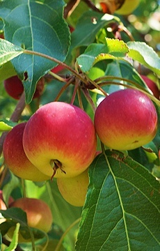 Яблоня 'Бельфлер-китайка'