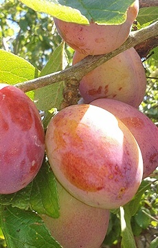 Слива 'Память Тимирязева'